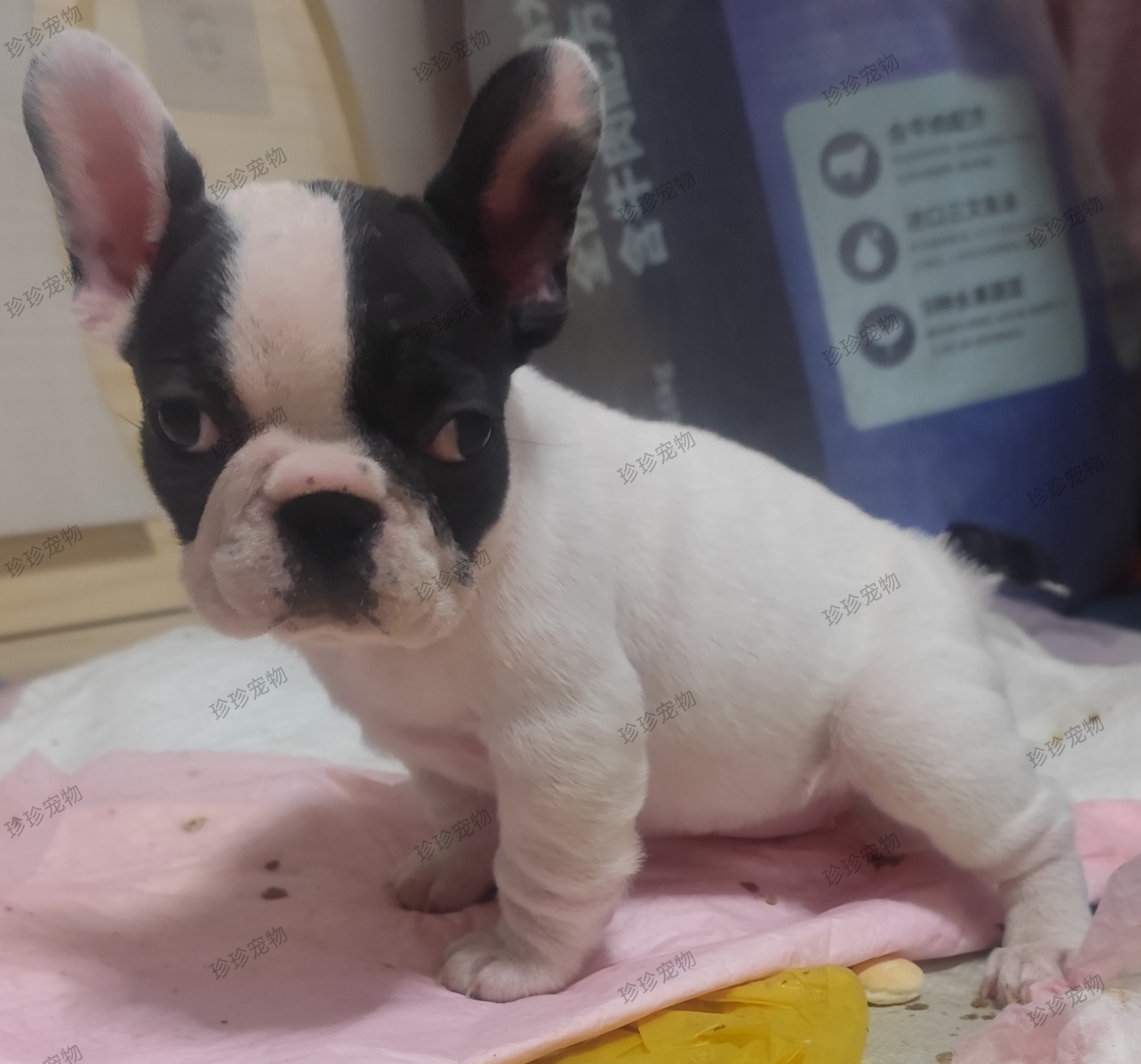 法国斗牛犬幼犬